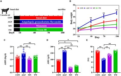 Exploring the additive effect of Ampelopsis grossedentata flavonoids and Tween 80 on feeding Nubian goats